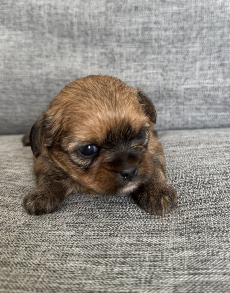Penny